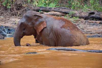 Portrait of the elephant in cambodian jungle