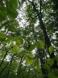 Low angle view of flowering plants on tree