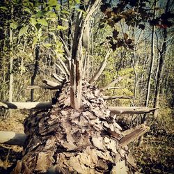 Log on tree trunk