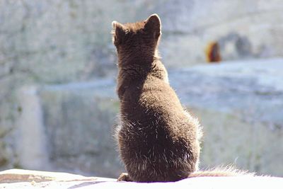 Close-up of cat outdoors