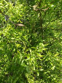 Full frame shot of fresh green plants