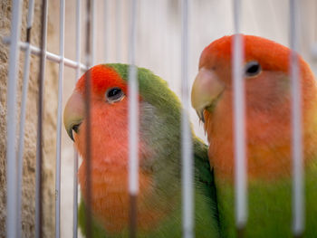 Close-up of parrot in cage