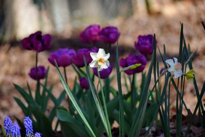 Close-up of purple crocus flowers on field