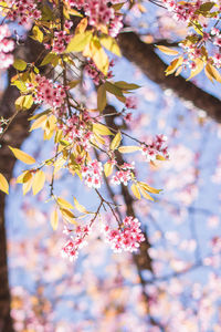 Close-up of pink cherry blossoms in spring