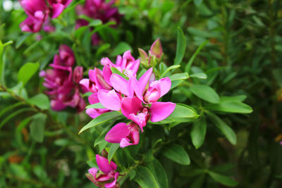 Close-up of pink flowering plant