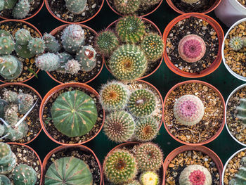 Full frame shot of succulent plants