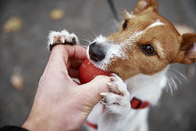 Dog walking in autumn park with his owner