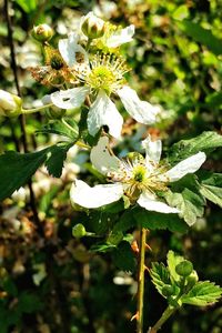 Close-up of flowers growing on plant