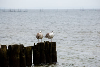 Seagull perching on wooden post at beach