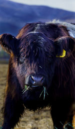 Close-up of cow