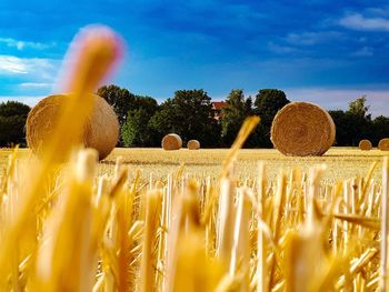 Hay bales on field against sky