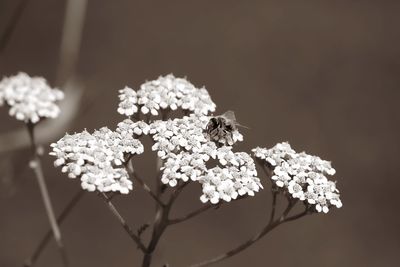 Close-up of insect on flowering plant