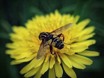 Close-up of wasp pollinating on yellow flower