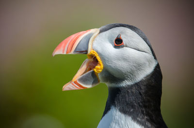 Close-up of a bird