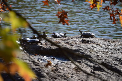 Ducks swimming in lake