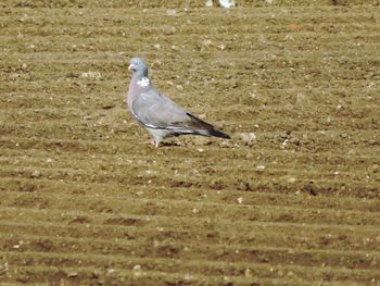 Seagull perching on field