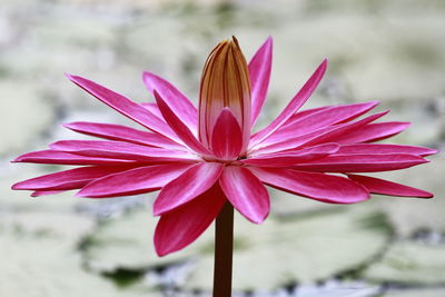 Close-up of pink flower blooming outdoors