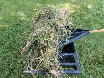 High angle view of broken plant on field