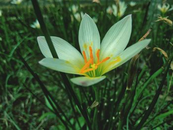 Close-up of flower blooming outdoors