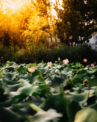 Close-up of flowering plants in park