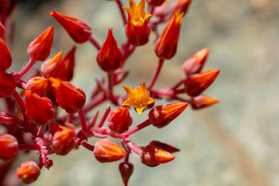 Close-up of red flowering plant