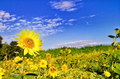 Close-up of sunflowers blooming in field