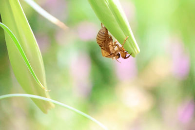 Close-up of insect on flower