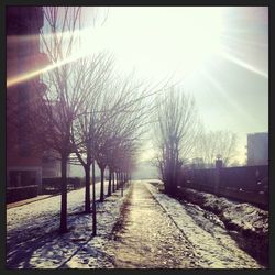 Road passing through bare trees