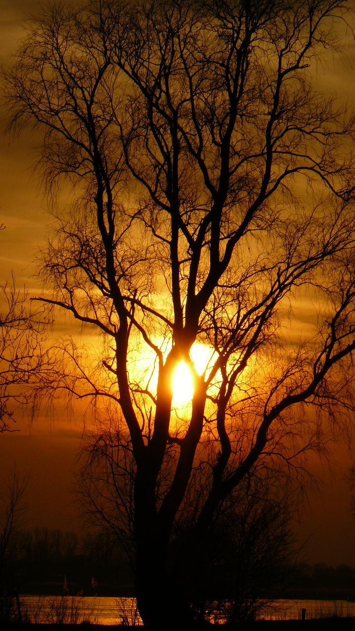 SILHOUETTE BARE TREE AGAINST ORANGE SUNSET SKY