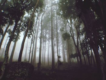 Trees in forest during foggy weather