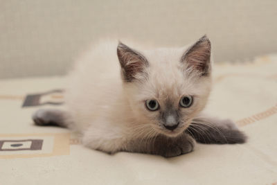 Close-up portrait of kitten relaxing on floor