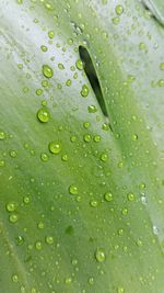 Full frame shot of raindrops on leaf