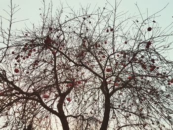Low angle view of flowering tree against sky