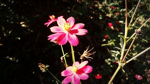 Close-up of pink cosmos flowers blooming outdoors