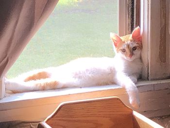 Portrait of cat looking through window