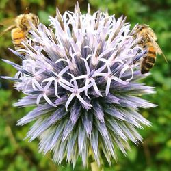 Close-up of honey bee on purple flower