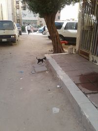 View of dog on street in city