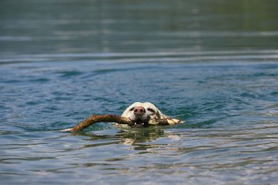 Dog with stick swimming in lake