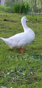 Side view of a bird on field