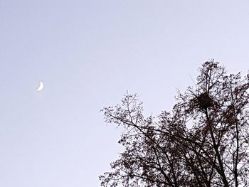 Low angle view of bird flying against sky