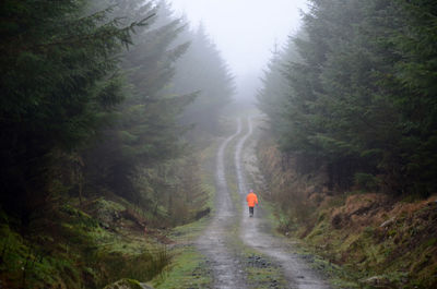 Solitary walker in high visibility jacket on forest road