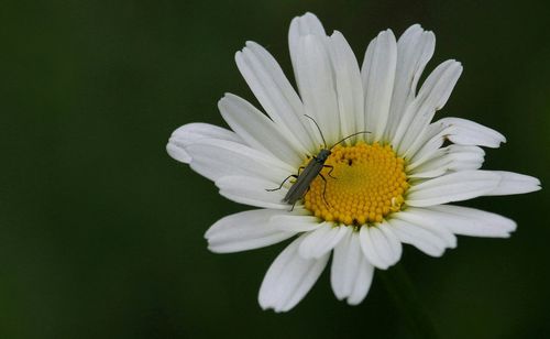 Close-up of white daisy blooming outdoors