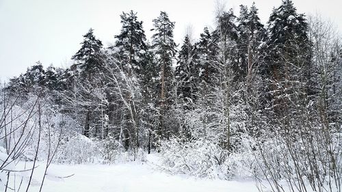 Snow covered trees in forest against sky