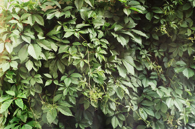 Full frame shot of plants in forest