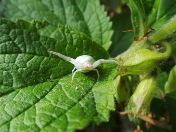 Close-up of insect on plant