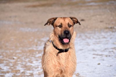 Portrait of wet dog on beach