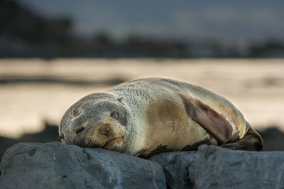 Close-up of sea lion sleeping on rocks