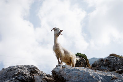 Low angle view of mountain goat on rock against sky