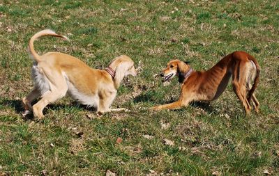 Dogs on field