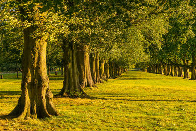 Trees on field